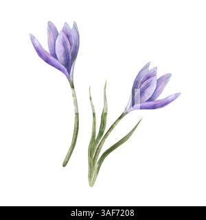 Violette Krokusse mit grünen Blättern. Zarte botanische Aquarellillustration ist perfekt für Frühlingsdesigns, Hochzeitseinladungen, Grußkarten Stockfoto