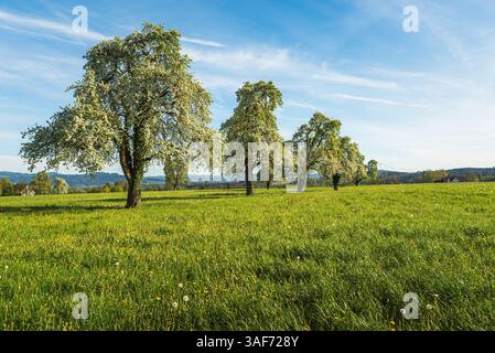 Blühende Birnenbäume auf einer grünen Frühlingswiese mit Löwenzahn, Arbon, Kanton Thurgau, Schweiz Stockfoto