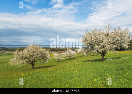 Blühende Birnenbäume auf einer grünen Frühlingswiese mit Löwenzahn, am Horizont am Bodensee sichtbar, Kanton Thurgau, Schweiz Stockfoto