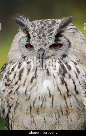 Steinadler oder Indische Uhu (Bubo bengalensis) | Bengalenuhu oder Indischer Uhu (Bubo bengalensis) Stockfoto