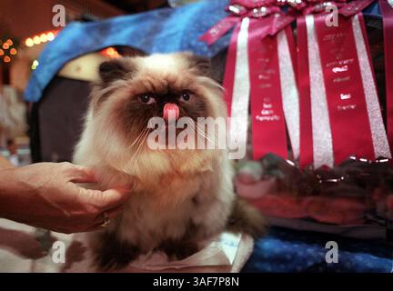 SP.106641.- - LIEFERUNG AN:.Floridian.- -.7.8.2000.- -.St pete. BILDUNTERSCHRIFT: ''Gizmo'', ein persischer Himalaya-Sealpoint, hat viel zu tun. Gizmo, 9 Monate alt, gewann bei der Buccaneer Cat Fanciers Annual Show am Samstag im Coliseum, 535 Fourth Avenue in St. Petersburg den Titel Best Longhair Premier, Best Premier und 9. Best in Cat Premiership. Gizmos Bänder sind im Hintergrund. Die Besitzerin Lynn Sutay lebt in Oviedo, Fla... Times Foto von:. Lisa DeJong. Geschichte Von:. Aline Mendelsohn. GESCANNT VON:..- - RUNDATE: .7/10/2000 (Kreditbild: St. Petersburg Times/ZUMAPRESS.com) Stockfoto