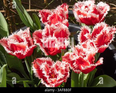 Dunkelrosa, weiß gesäumte Gruppe 7 Tulpen, Tulipa 'New Santa' blüht Mitte Frühling Stockfoto