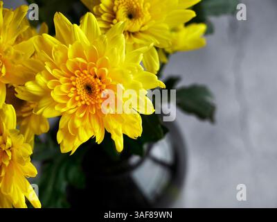 Hellgelbe Chrysanthemen-Blüten in der dunkelbraunen Glasvase, Stillleben Objekt oder Dekorationsstütze für Wohndekoration, Inneneinrichtung Stockfoto