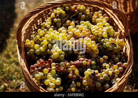 Korb gefüllt mit Trauben. Ernte auf einem Weingut Stockfoto