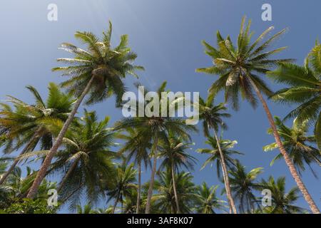 Hohe Kokospalmen und klarer blauer Himmel darüber Stockfoto