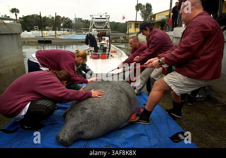 CI 135711 - - LIEFERUNG AN: Zitrus - - 2/13/2002 - - Crystal River BILDUNTERSCHRIFT INFO: Mitarbeiter des Lowry Park Zoo Rollen ''Mo'' auf die Seite, während eine Stuhlprobe entnommen wird, bevor die Tiere am Mittwoch in die Wildnis entlassen werden (Credit Image: St Petersburg Times/ZUMAPRESS.com) Stockfoto