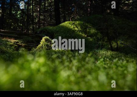 Bio-Flechten oder Moos auf einem grünen Hügel im Wald. Symbiotische Gemeinschaft von Mycobiont und Photobiont. Umweltpilze und Algen zur Photosynthese. Stockfoto