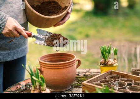 Gärtner, der Boden und Kompost in den Blumentopf legt. Pflanzen von Setzlingen und Narzissen im Frühjahr Stockfoto