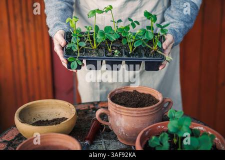 Erdbeerkeimling in Blumentopf auf dem Tisch Pflanzen. Frühjahrsgärtnerei. Frau, die Sämling-Tablett mit Erdbeerpflanzen hält Stockfoto
