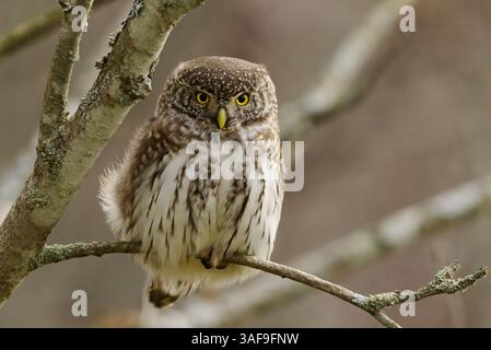 Eurasische Zwergkauz (Glaucidium passerinum) sitzt im Herbst auf einem Ast. Stockfoto