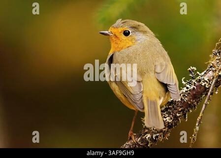 Europäischer rotkehlchen (erithacus rubecula), der auf einem Ast im Wald sitzt. Stockfoto