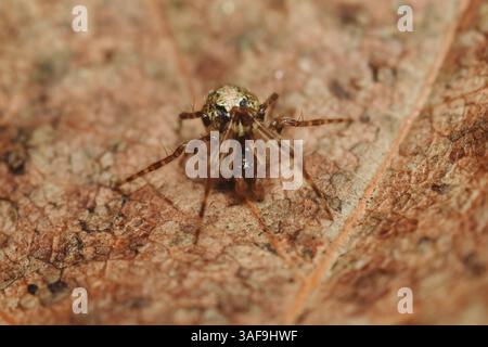 Parasteatoda tepidariorum, die gewöhnliche Hausspinne oder amerikanische Hausspinne auf einem Blatt. Stockfoto