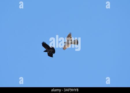 Nördlicher Goschawk (Accipiter gentilis), der in den Himmel fliegt, und eine Kapuzenkrähe belästigt ihn. Stockfoto