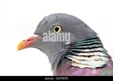 Gewöhnliche Holztaube (Columba palumbus) aus der Nähe mit weißem Schneehintergrund. Stockfoto