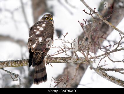 Junger eurasischer Sperber (Accipiter nisus), der im Winter auf einem Ast sitzt. Stockfoto