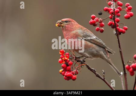 Kiefergrosschnabel (Pinicola enucleator) Männchen, das sich mit Vogelbeeren ernährt. Stockfoto