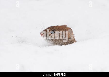 Eine Wühlmaus (Myodes glareolus), die aus dem Schnee blickt. Stockfoto