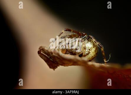 Parasteatoda tepidariorum, die gewöhnliche Hausspinne oder amerikanische Hausspinne Nahaufnahme. Stockfoto