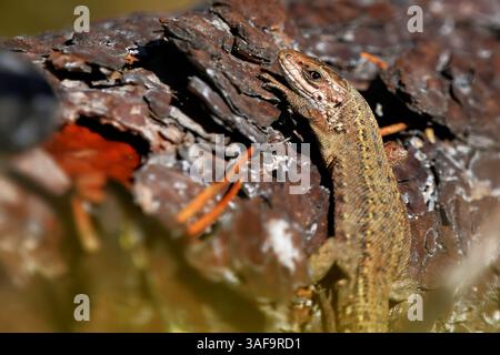Vivipara oder Eidechse (Zootoca vivipara), die sich auf einem Baumstamm bastelt. Stockfoto