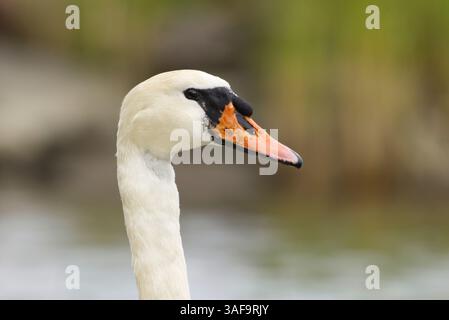Stumme Nahaufnahme des Schwans (Cygnus olor) mit Bissspuren am Hals. Stockfoto
