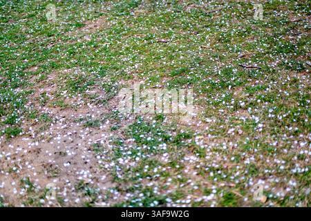 WASHINGTON DC – am 30. März 2025 bedecken gefallene Kirschblüten den Boden entlang des Gezeitenbeckens. Die Szene wurde zwei Tage nach der offiziellen Blütezeit aufgenommen, was das Ende des Blütezyklus markiert. Die ursprünglichen Kirschbäume waren ein Geschenk aus Japan im Jahr 1912 und stehen im Mittelpunkt des jährlichen National Cherry Blossom Festival. Stockfoto