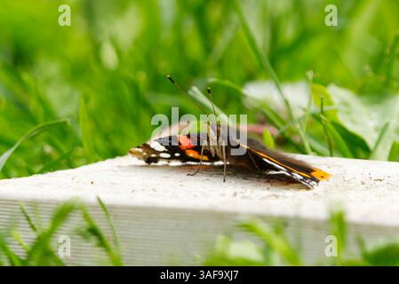 Roter Admiral oder früher der rote Admiral (Vanessa atalanta) auf Augenhöhe. Stockfoto