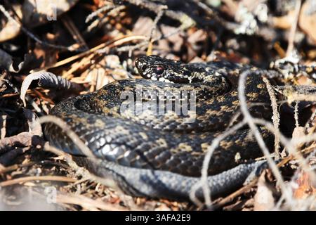 Im Laub gewickelte Europäische Additive oder Europäische Viper (Vipera berus). Stockfoto