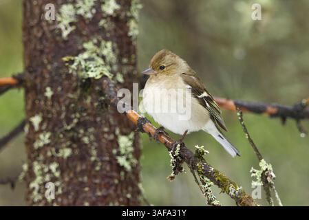 In der Fichte sitzendes weibliches Kaffinchen (Fringilla coelebs). Stockfoto
