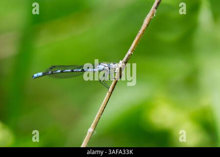 Gemeine blaue Jungfliege, gemeine Blaublume oder Nordblume (Enallagma cyathigerum) männlich auf einem Stock. Stockfoto