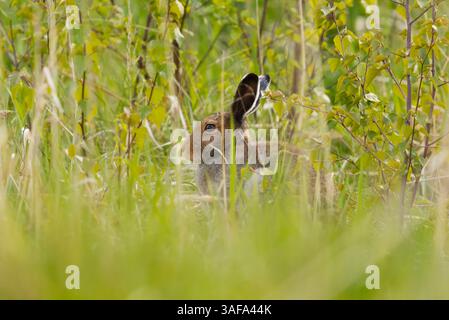 Berghase (Lepus timidus) sitzt im Gras versteckt. Stockfoto