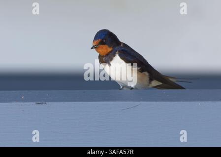 Scheunenschwalbe (Hirundo rustica), die auf einer Stolke ruht. Stockfoto