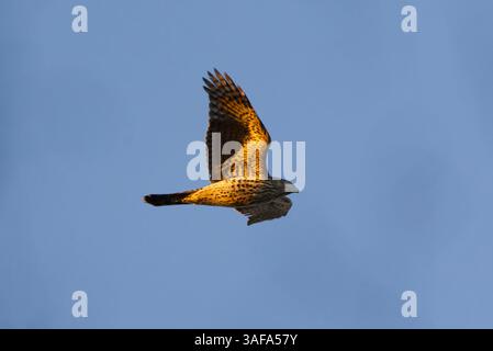 Nördlicher Goschawk (Accipiter gentilis), der am Himmel fliegt. Stockfoto