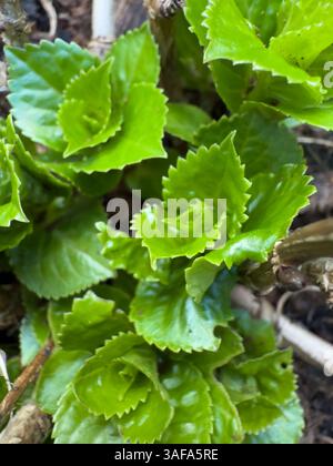 Fangen Sie die Essenz des Frühlings mit der Nahaufnahme einer üppigen grünen Pflanze von oben nach unten ein. Leuchtende Blätter symbolisieren das Wachstum und Erwachen der Natur. Perfekt Stockfoto