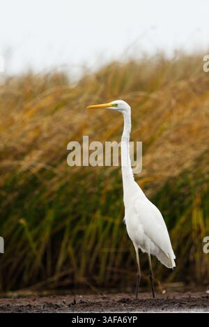 Großer Reiher (Ardea alba), der hoch in den Feuchtgebieten steht. Stockfoto