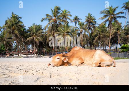 Heilige Kuh am Colva-Strand in Goa, Südindien, Palmen an der tropischen Westküste, entspannendes Tier, Arabisches Meer in Asien Stockfoto