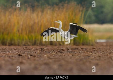 Graureiher (Ardea cinerea) landet im Schlamm. Stockfoto