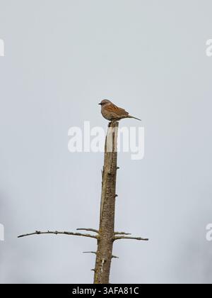 Dunnock (Prunella modularis) sitzt am Baumkronen. Stockfoto