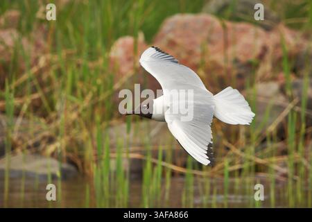 Schwarzkopfmöwe (Chroicocephalus ridibundus) fliegen. Stockfoto