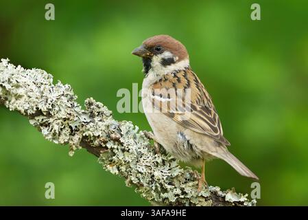 Eurasischen Feldsperling (Passer montanus) sitzen auf einem Ast. Stockfoto