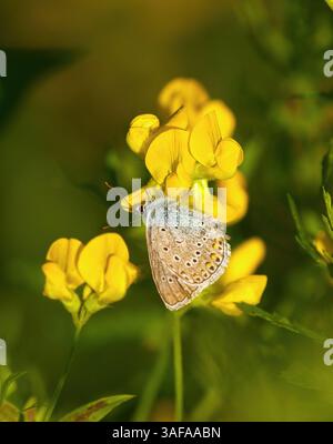 Blauer Schmetterling oder blauer Europäischer Schmetterling (Polyommatus icarus) auf einer gelben Blume. Stockfoto