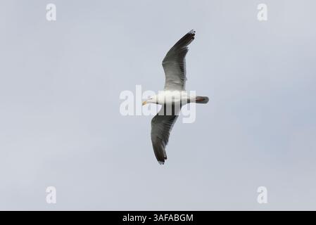 Große Schwarzmöwe (Larus marinus), die am Himmel fliegt. Stockfoto