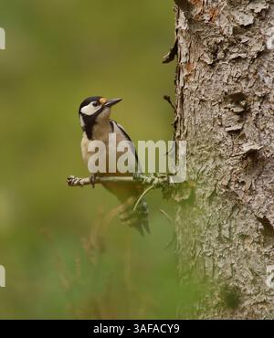 Sehr gefleckter Spechte (Dendrocopos Major), die auf einem Fichtenzweig sitzen. Stockfoto
