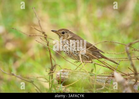 Lieddrossel (Turdus philomelos) im Wald. Stockfoto