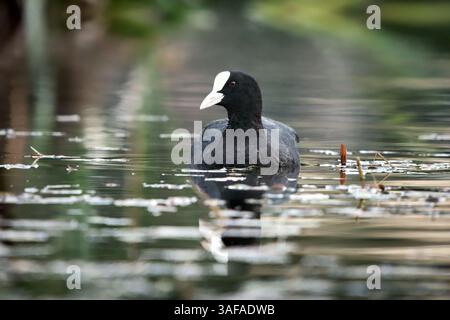 Eurasischer Huhn (Fulica atra) in einem kleinen Teich. Stockfoto