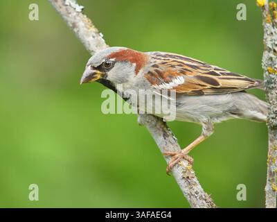 Haussperling (Passer domesticus) männliche Nahaufnahme. Stockfoto