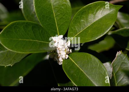 Kleine Blüten mit grünen Blättern, süße Olive. (Osmanthus-Duftstoffe) Stockfoto