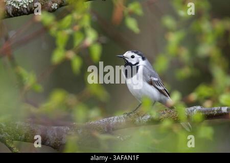 Weißer Bachstelz (Motacilla alba), der in einer Birke sitzt. Stockfoto