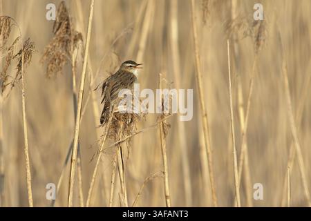 Seggenkraut (Acrocephalus schoenobaenus) singt im Schilf. Stockfoto