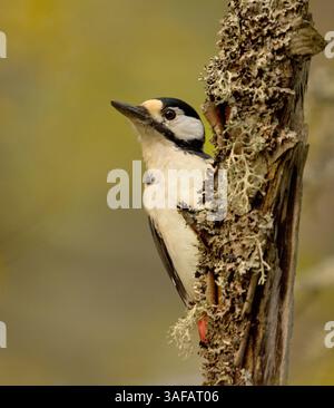Sehr gefleckter Spechte (Dendrocopos Major), weiblich auf einem kleinen verfaulten Baum im Wald, auf der Suche nach Essen. Stockfoto