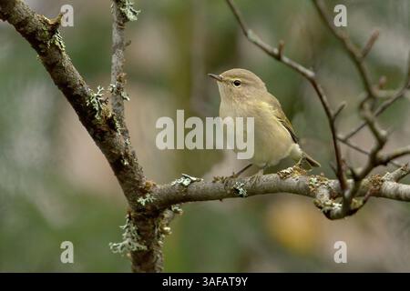 Gemeine Chiffchaff (Phylloscopus collybita) im Wald. Stockfoto